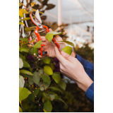 manutenção de jardinagem valor Brás